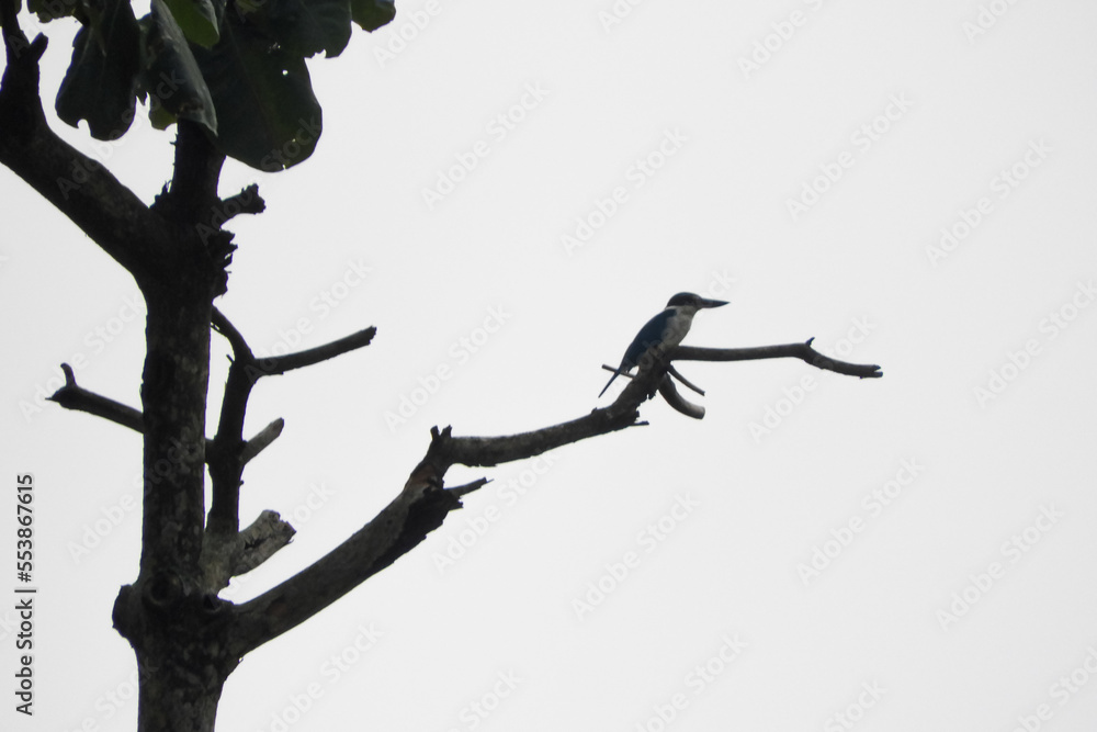 silhouette of a bird on a branch silhouette of a bird on a branch