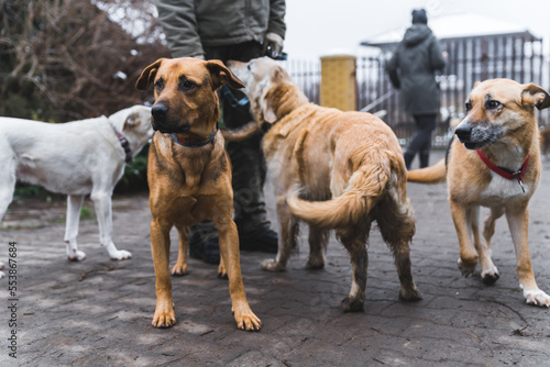 Non-public sanctuary for dogs. Four adorable happy medium mix-breed dogs exited to go for a walk with a volunteer. Outdoor shot. High quality photo