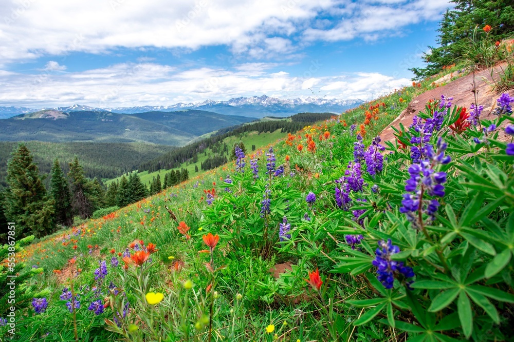 Beautiful landscape panorama full of wildflowers grass evergreen trees bright blue sky. Purple blue orange red yellow colors bluebonnets paintbrushes in Colorado rocky mountains during summer vacation