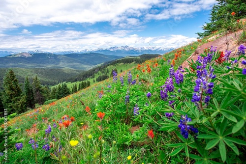 Beautiful landscape panorama full of wildflowers grass evergreen trees bright blue sky. Purple blue orange red yellow colors bluebonnets paintbrushes in Colorado rocky mountains during summer vacation
