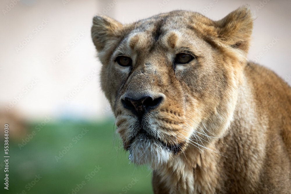 Fototapeta premium Portrait of a lionness