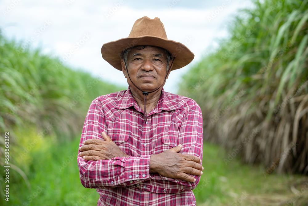 Portrait old man farmer wearing a shirt and cowboy hat standing arms crossed and looking at camera on sugar cane plantation.