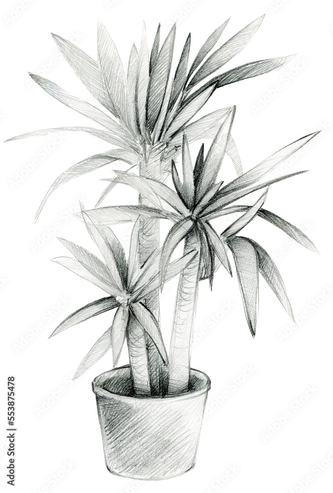 Plant in a pot, palm in a pot, houseplant, black and white pencil drawing, 600 dpi PNG illustration Plant in a pot, palm in a pot, houseplant, black and white pencil drawing, 600 dpi PNG illustration