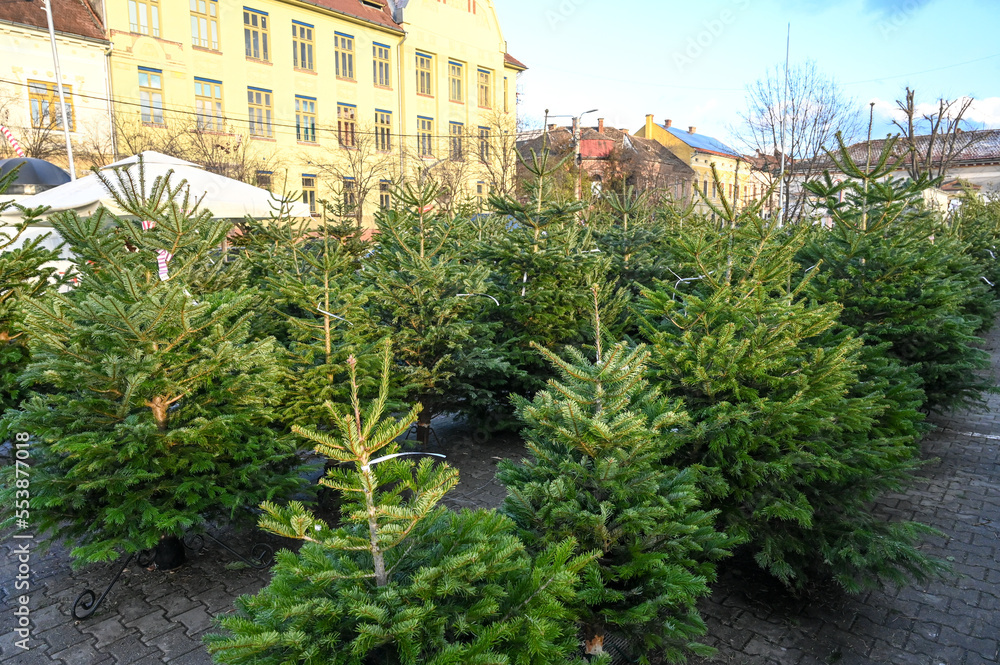 New Year and Christmas trees for sale on street market. A lot of green pines trees for sale. 