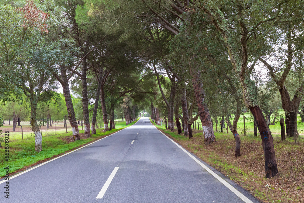 Fototapeta premium View of a roadtrip in a countryside.
