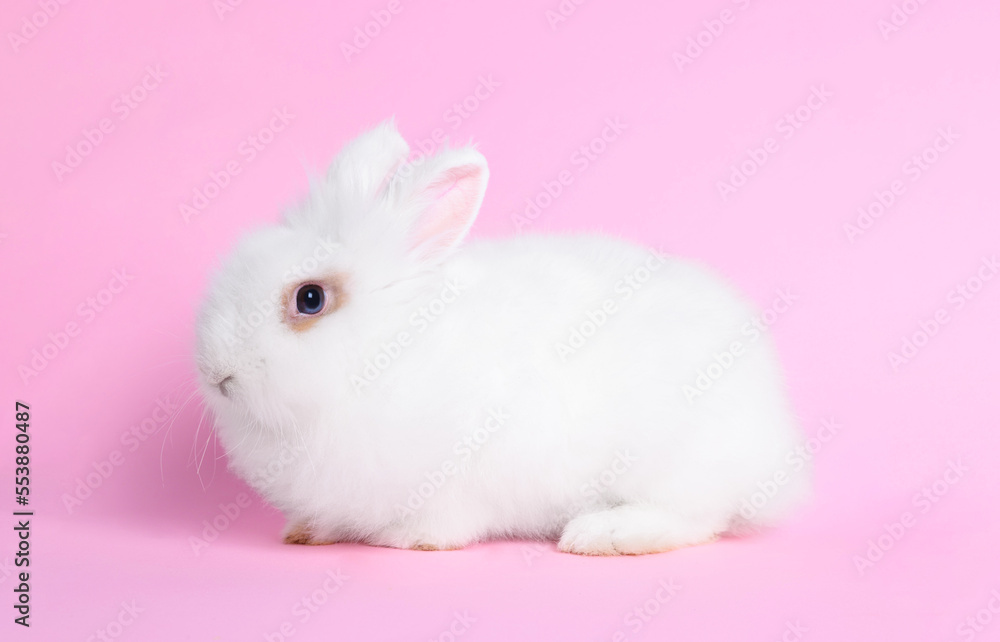 Fluffy white rabbit on pink background. Cute pet