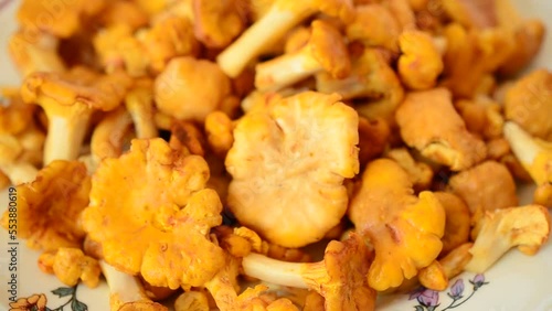 Cantharellus. Mushrooms. Shooting of forest mushrooms. photo