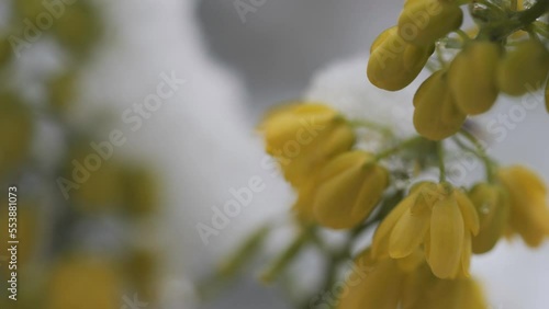 Blossoming yellow spring flowers after snowfall.