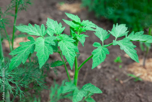 Growing tomato plant in the vegetable garden . Organic homegrown plant 