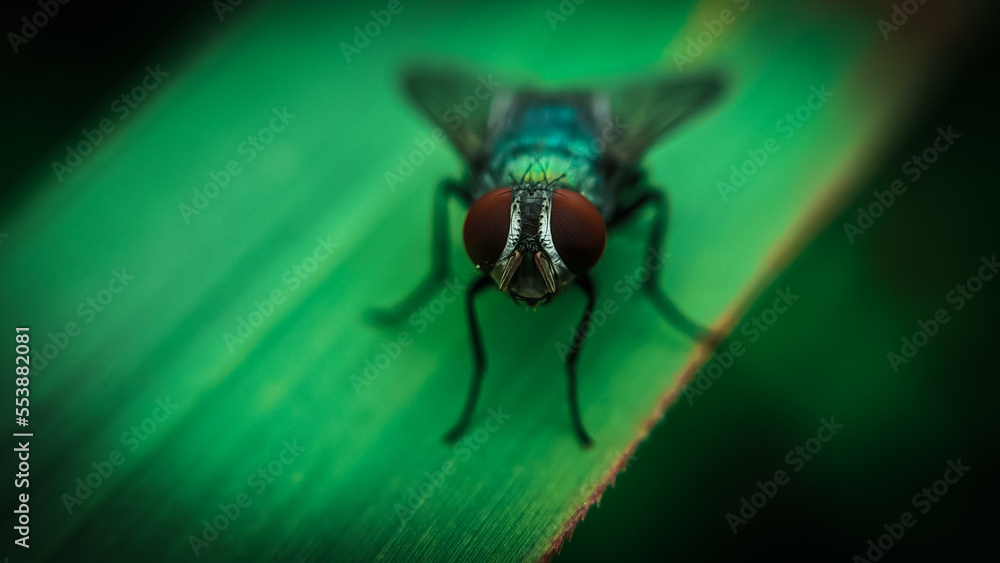 fly on leaf fly on leaf