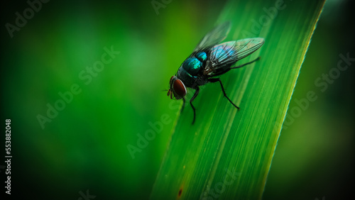 fly on green leaf