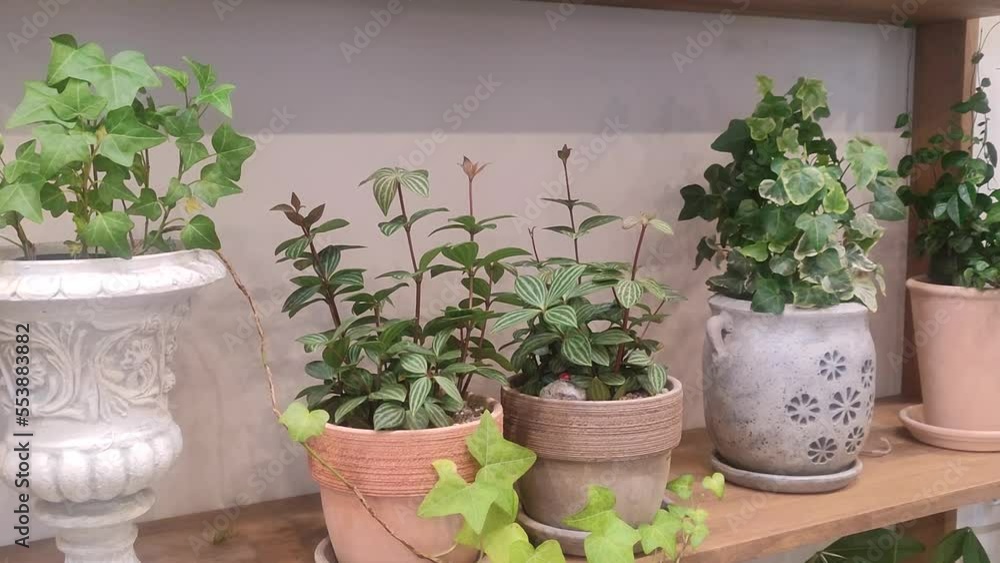 한국,서울,강남,카페,화분 한국,서울,강남,카페,화분