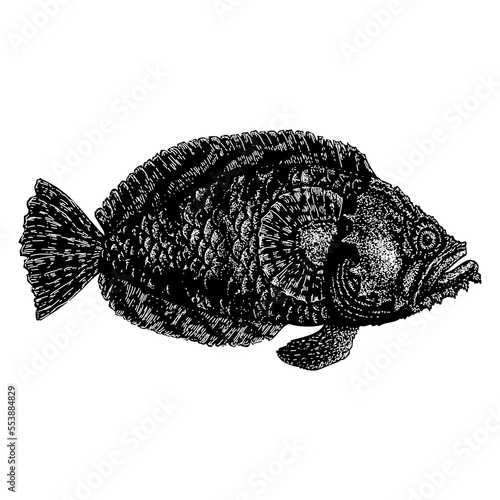 Oyster Toadfish hand drawing vector illustration isolated on background.