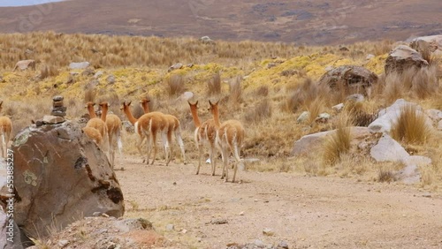 Wallpaper Mural Group of Llamas Walk, Andean Cordillera Dry Meadow Camelid Alpacas Wild Animals Rocky Mountains in the Background Torontodigital.ca