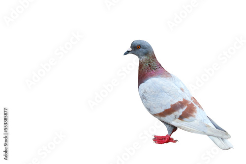 Pigeon standing isolated on transparent background.