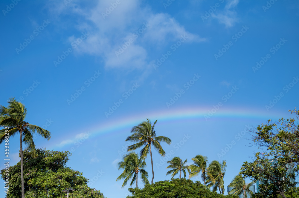 Green Palm Trees Under Blue Sky with a Rainbow