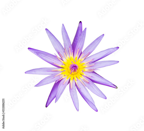 purple lotus flower on white