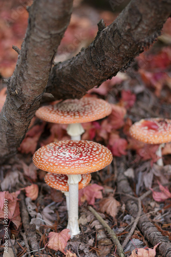 Red fly agaric mushrooms surrounded by autumn maple leaves