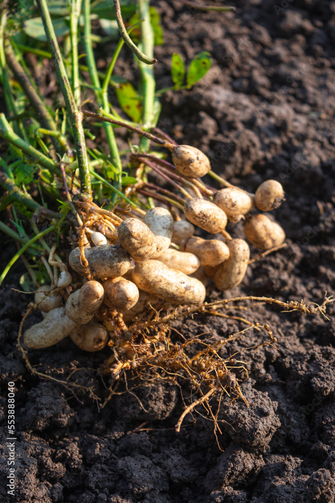 Fresh peanuts plants with roots Fresh peanuts plants with roots