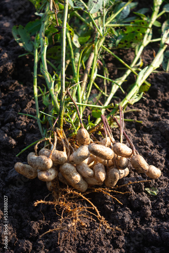 Photography Fresh peanuts plants with roots