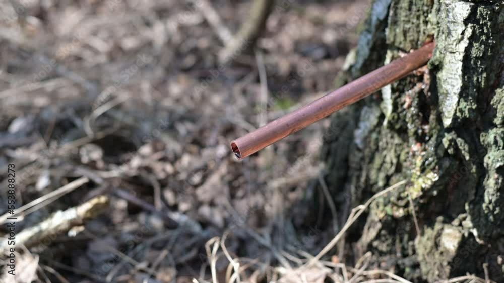 Birch water dropping from the sap of birch trees, close up of healthy liquid juice, off grid natural healthy lifestyle Birch water dropping from the sap of birch trees, close up of healthy liquid juice, off grid natural healthy lifestyle