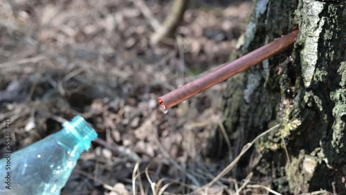 Wallpaper Mural close up of healthy liquid Birch water juice dropping from the sap of birch trees Torontodigital.ca
