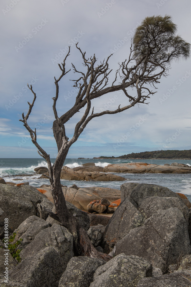 Colourful rocks at the Bay of Fires, Tasmania.