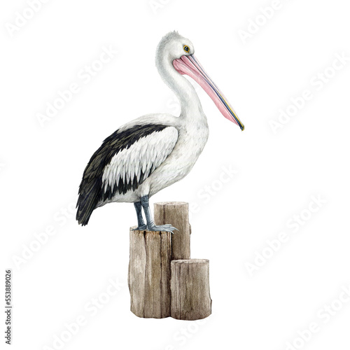 Pelican bird on a wooden bollard. Watercolor illustration. Hand drawn wildlife waterfowl avian. Australia native bird side view. Beautiful realistic pelican illustration element. White background photo