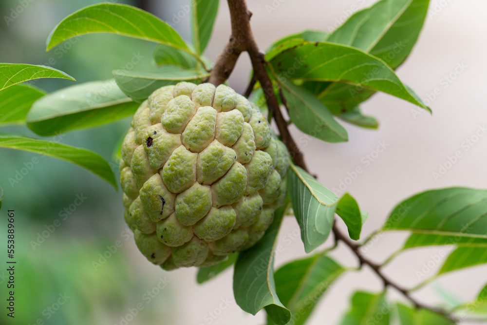 Obraz premium Different types of plants for the study of plant structure in the laboratory.