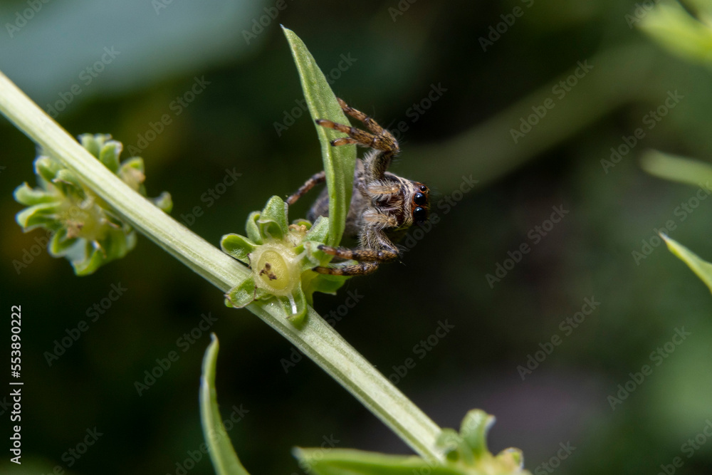 Fototapeta premium Close-up of a Salicidae sp. spider on a tiny leaf.