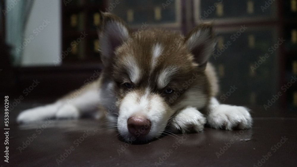 Puppy Husky Puppy Husky
