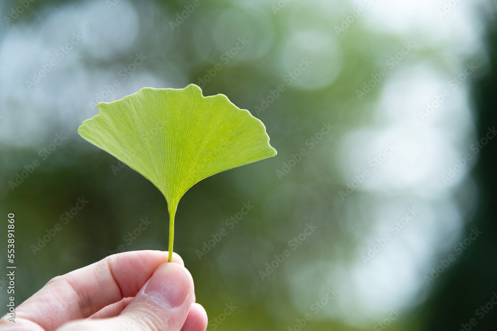 People hand holding a green ginkgo leaf