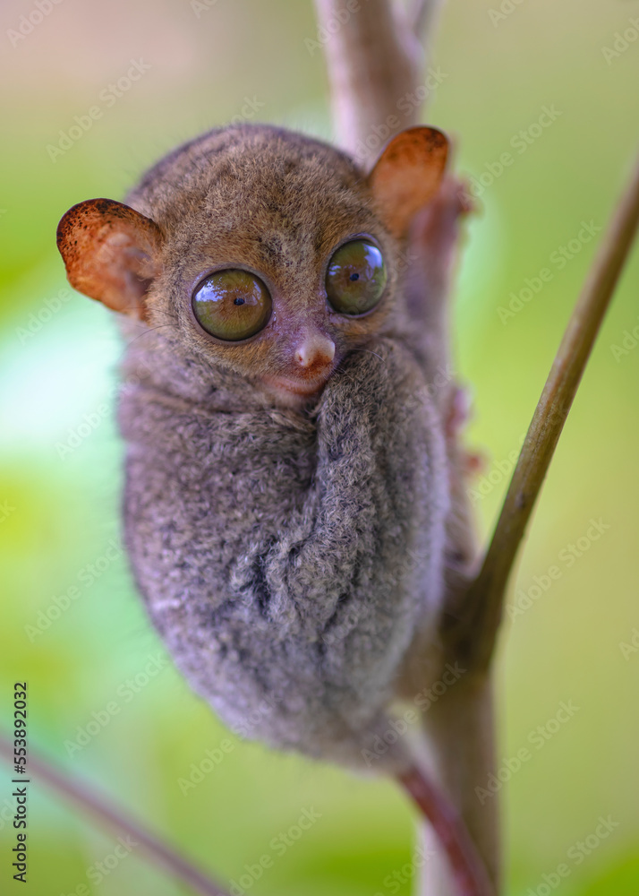 close up tarsier with green background close up tarsier with green background