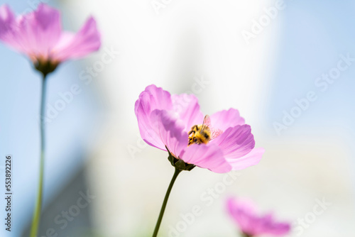 Honey bee collecting pollen on cosmos flower