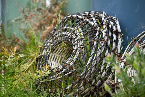 old lobster pot and crayfish pot in long grass in australia