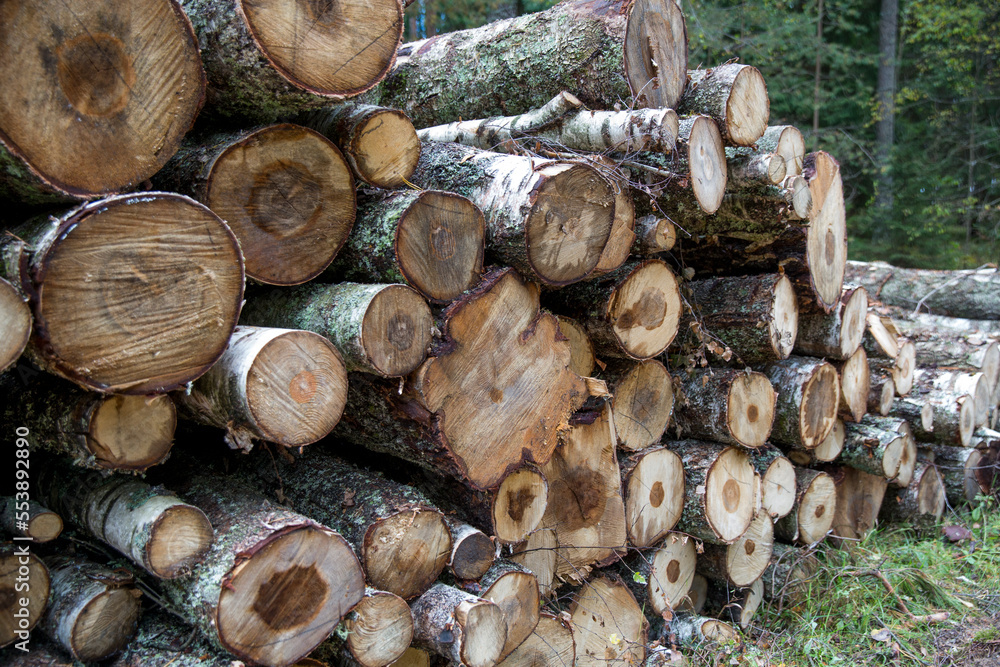 Forest birches, pines and spruces. Piles of logs, logging of the woodworking.