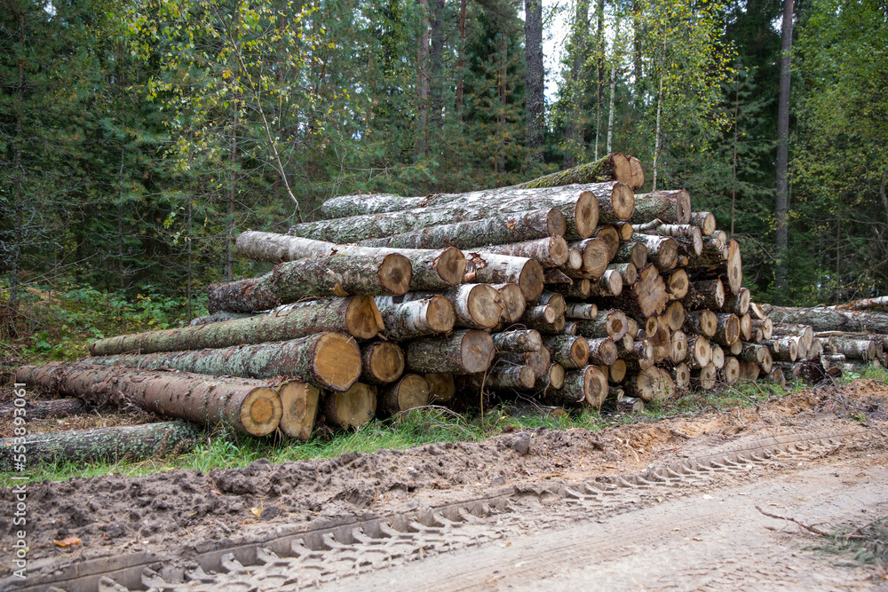 Forest birches, pines and spruces. Piles of logs, logging of the woodworking. Forest birches, pines and spruces. Piles of logs, logging of the woodworking.