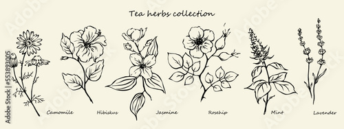 Outline drawings of tea herbs mint, camomile, rosehip, hibiskus, jasmine, lavender.