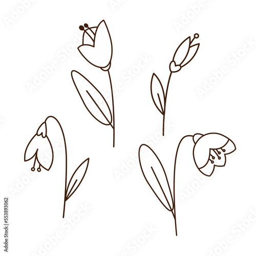 Monochrome doodle outline snowdrop flowers drawing collection.