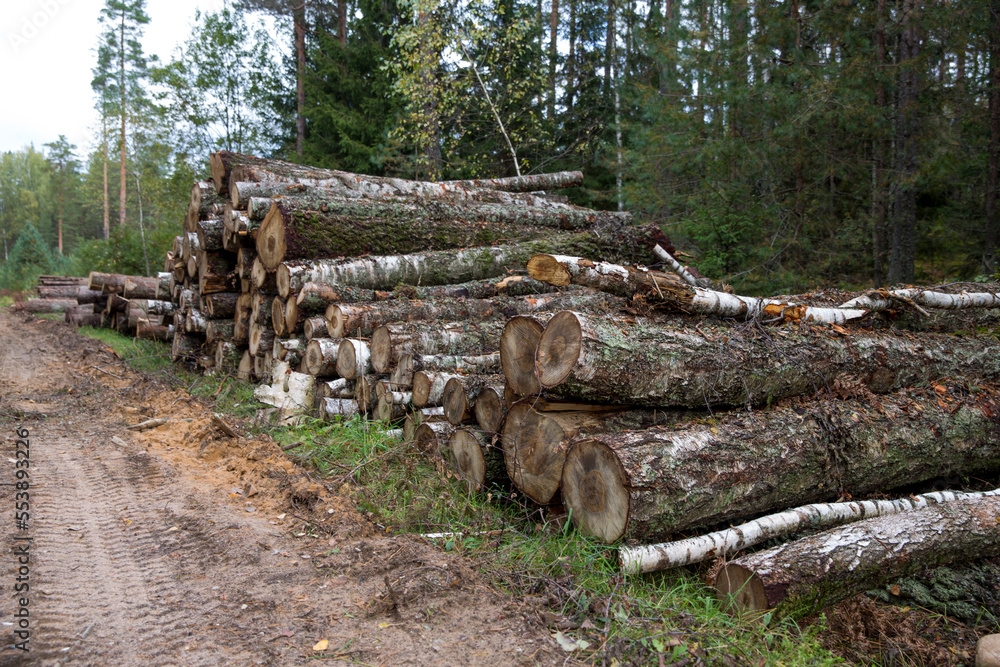 Forest birches, pines and spruces. Piles of logs, logging of the woodworking. Forest birches, pines and spruces. Piles of logs, logging of the woodworking.