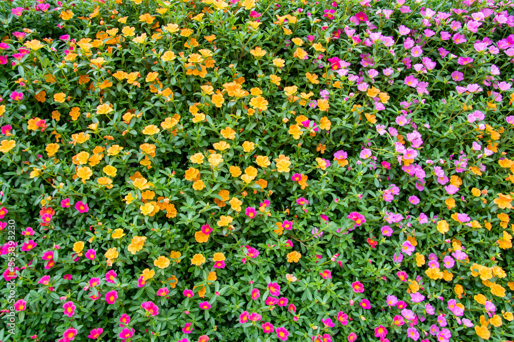 カラフルで元気がいっぱいポーチュラカ Masses of colorful green purslane flowers カラフルで元気がいっぱいポーチュラカ Masses of colorful green purslane flowers