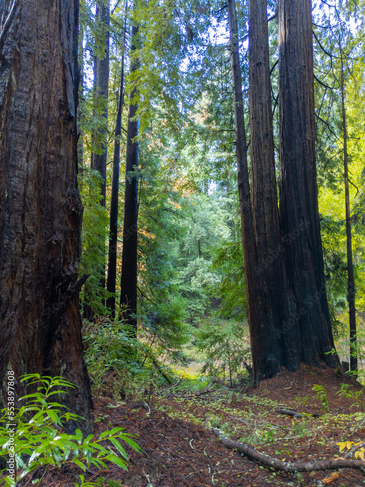 Fototapeta premium California Coastal Redwood Trees