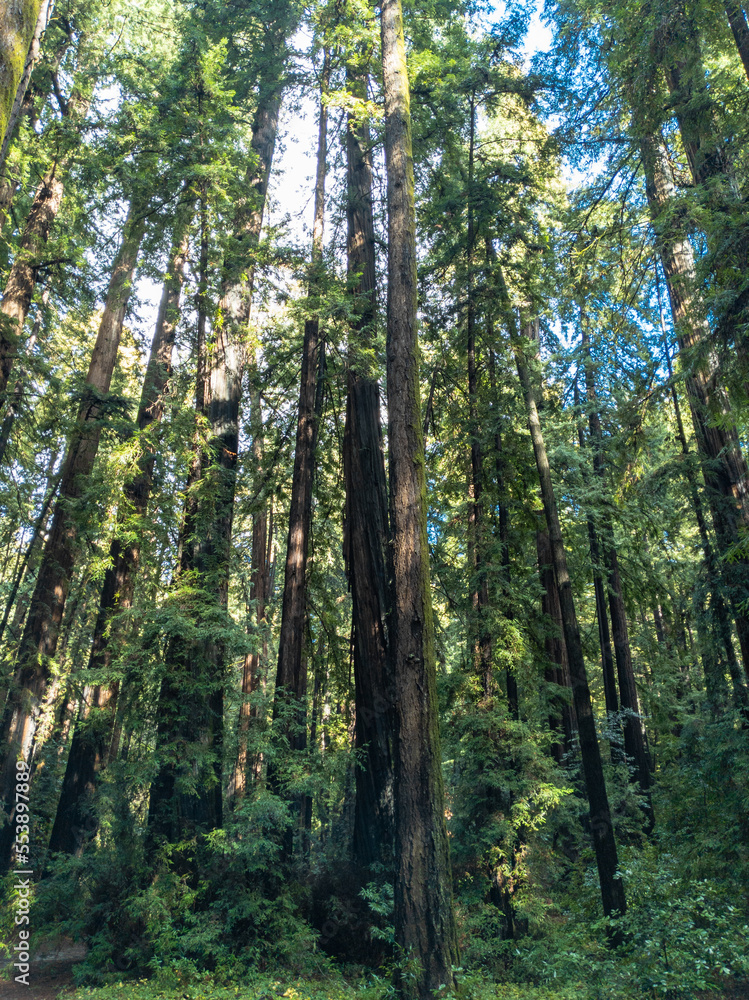 Fototapeta premium California Coastal Redwood Trees