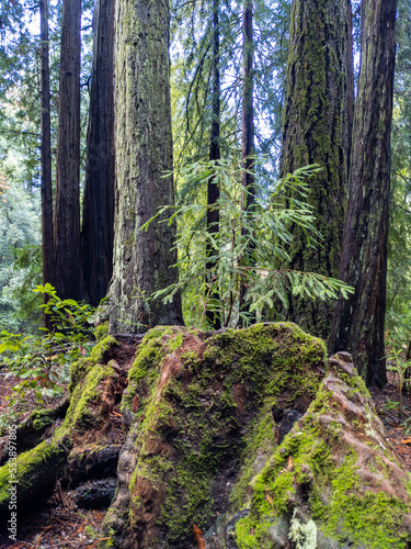 California Coastal Redwood Trees