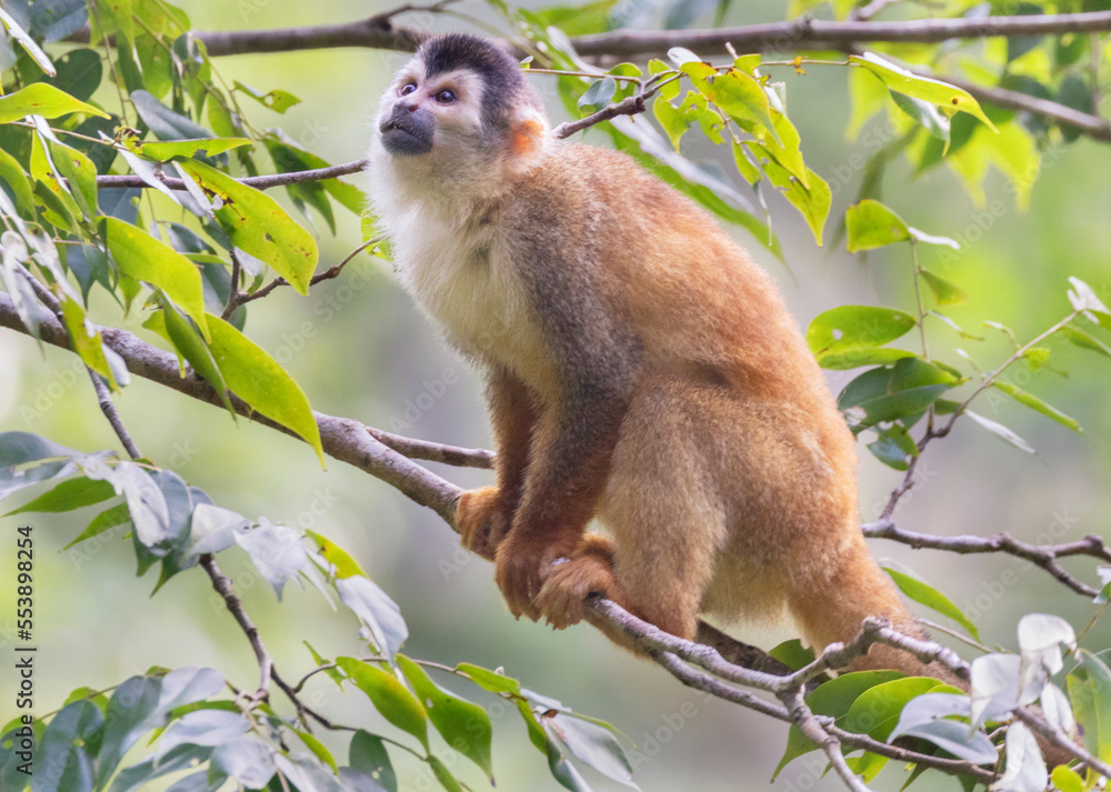 Fototapeta premium Central American squirrel monkey, Saimiri oerstedii, on the tree branch in the rain forest canopy, Costa Rica