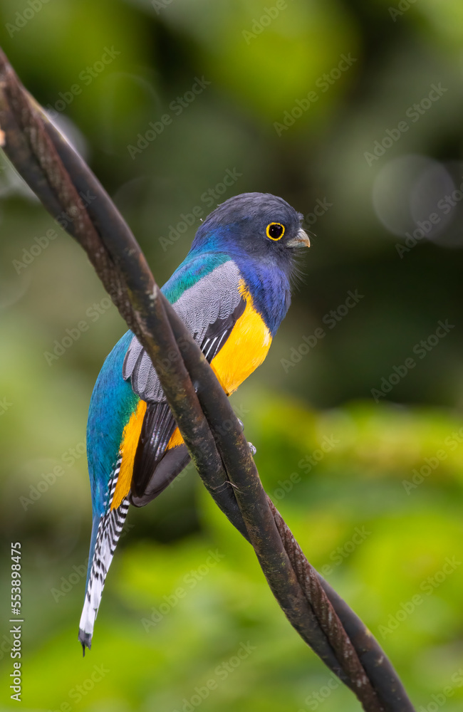 Obraz premium The gartered trogon or the northern violaceous trogon (Trogon caligatus) at Carara National Park, Costa Rica