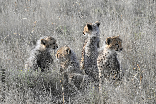 Canvas Print Four Cheetah Cubs in the Grass of the Savannah