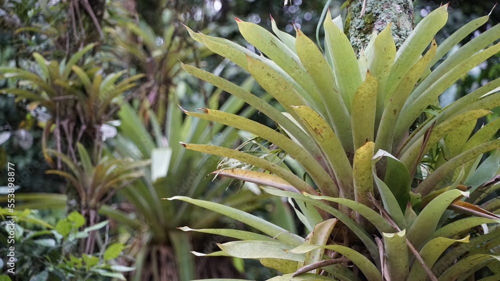 Bromélias, planta de clima tropical, variadas espécies, muito usada na decoração de ambientes Bromélias, planta de clima tropical, variadas espécies, muito usada na decoração de ambientes