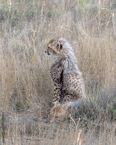 Photography Cheetah Cub Sitting in the Grass on the Savannah