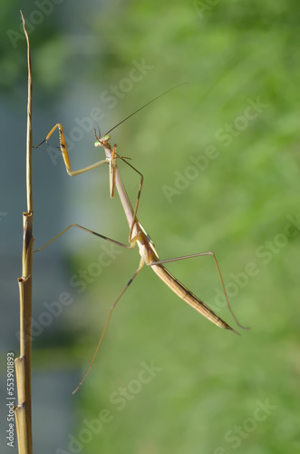 The Chinese mantis is posing for the camera and is at the end of a tree branch